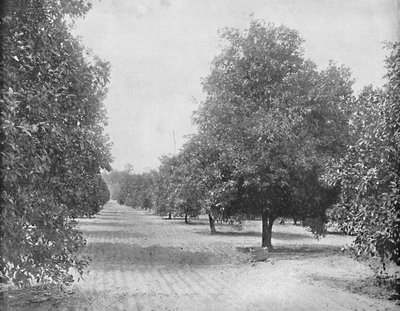 Naranjal, Sevilla, Florida, c1897 de Unbekannt