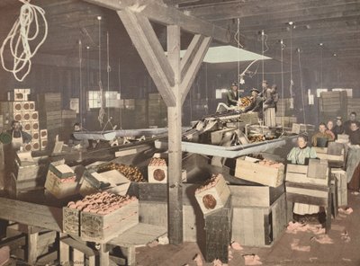 Empaque de naranjas en Redlands, publicado en 1899 de Unbekannt