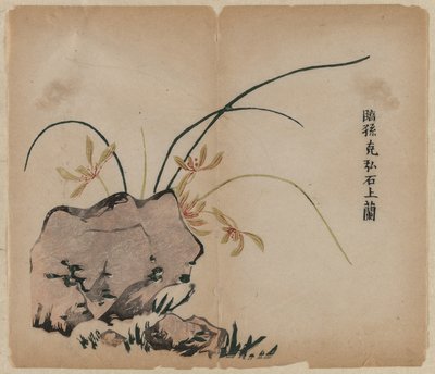 Orquídea en las rocas, siglo XVIII de Unbekannt