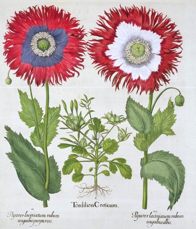Amapolas ornamentales de Unbekannt