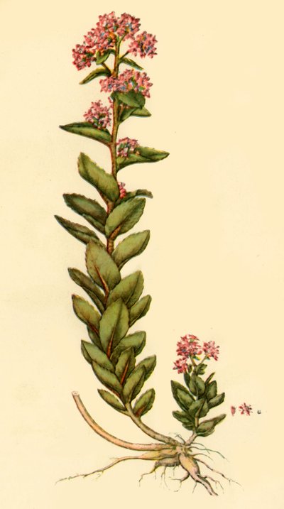 Orpine, 1777, 1944 de Unbekannt