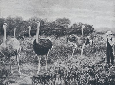Avestruces, 1924 de Unbekannt