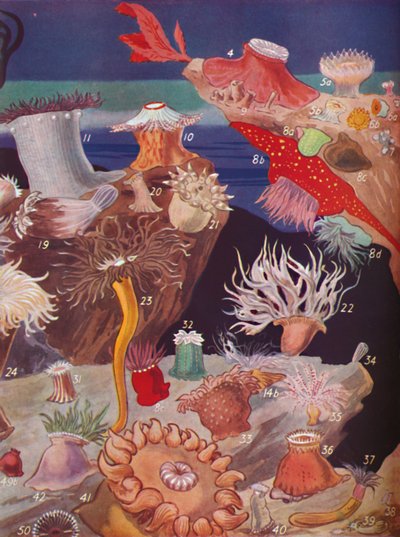 Más de cincuenta variedades de anémonas de mar, 1935 de Unbekannt