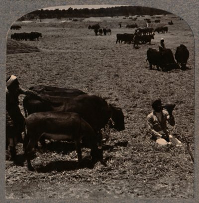 Bueyes trillando maíz, c. 1900 de Unbekannt