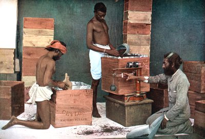 Empaque y pesaje de té para exportación en una finca de Ceilán Sri Lanka, 1905 de Unbekannt
