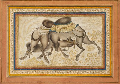 Página de un muraqqa disperso, o álbum, que representa dos camellos peleando, pintura c1675 de Unbekannt