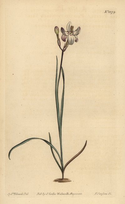 Ixia de flores pintadas, Ixia fucata de Unbekannt
