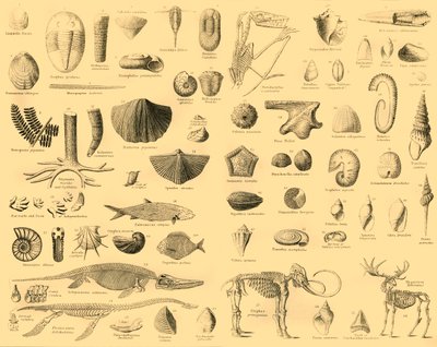 Paleontología, c. 1910 de Unbekannt