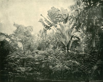 Isla de palmas y helechos, Jardines Botánicos, Brisbane, 1901 de Unbekannt