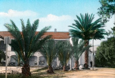 Palmeras, Hammam Meskoutine, Argelia de Unbekannt