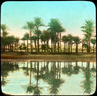 Palmeras reflejadas en el agua, India, finales del siglo XIX o principios del siglo XX de Unbekannt