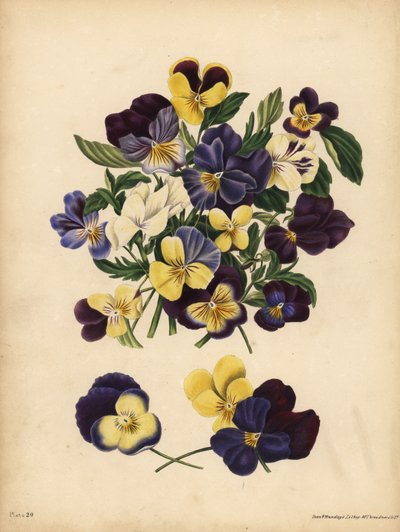 Pensamientos, Viola tricolor, Pensamientos: Ocupas mis pensamientos o Pensez a Moi de Unbekannt