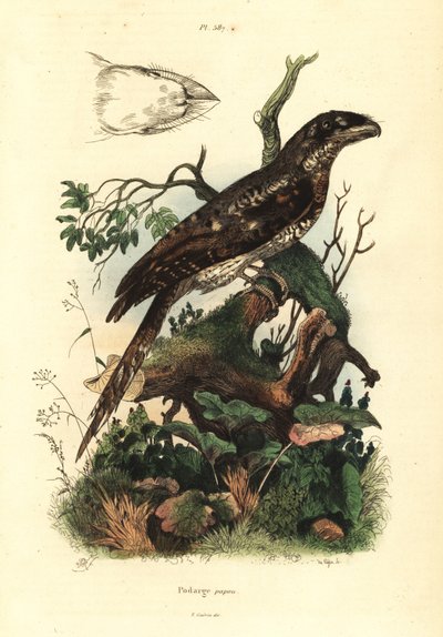 Podargo papú, Podargus papuensis Podarge papou de Unbekannt