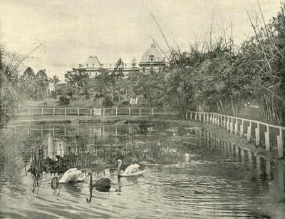 Estanque de papiros, Jardines Botánicos de Brisbane de Unbekannt