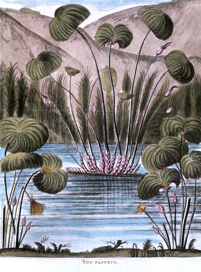 Cañaveral de papiro Cyperus papyrus, 1823 de Unbekannt