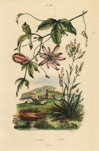 Flor de la pasión, Passiflora uraniae 1, y glasto, Isatis tinctoria 2 de Unbekannt