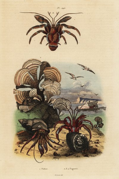 Alga cola de pavo real, Padina pavonica, cangrejo ermitaño común, Pagurus bernhardus, cangrejo ermitaño de ojos azules, Paragiopagurus diogenes, y Pagurus alatus de Unbekannt