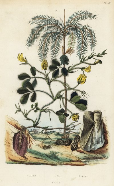 Planta de maní o cacahuete, Arachis hypogaea 1, palma de nuez de areca, Areca catechu 2, y molusco bivalvo Arca semi-torta, Trisidos semitorta 3 de Unbekannt