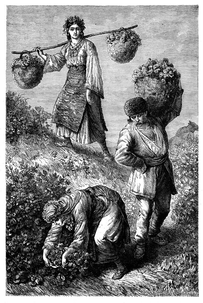 Campesinos recogiendo rosas en Rumelia, c1890 de Unbekannt
