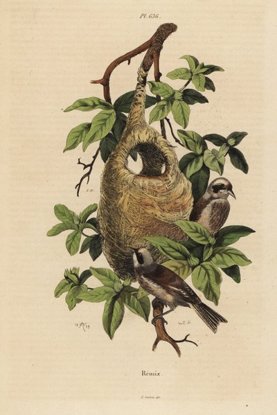 Pájaro moscón, Remiz pendulinus, y nido de Unbekannt