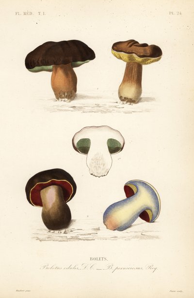 Boletus edulis y Suillellus luridus de Unbekannt