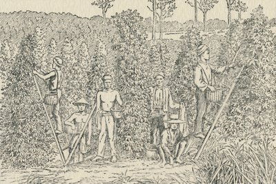 Plantación de Pimienta, 1924 de Unbekannt