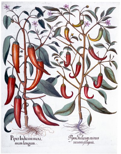 Pimientos, 1613 de Unbekannt