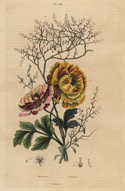 Ranúnculo persa, Ranunculus asiaticus 1, y añil chino, Persicaria tinctoria 2. Renoncule, Renouee de Unbekannt