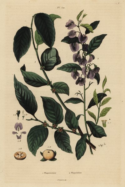 Caqui, Dospyros kaki 1, y arbusto azul de karri, Hovea elliptica Platychilum celsianum 2 de Unbekannt
