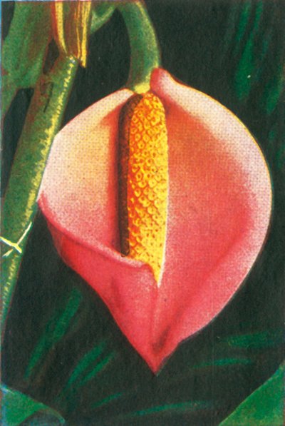 Filodendro, c1928 de Unbekannt