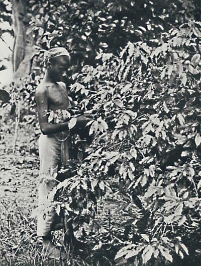 Recolectando café, 1916 de Unbekannt