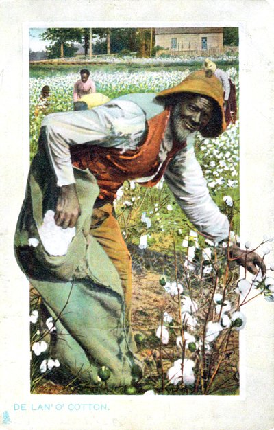 Recogiendo algodón, EE.UU., postal, c1900 de Unbekannt