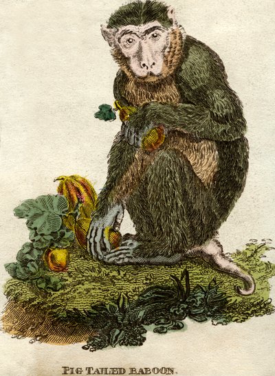 Babuino con coleta de Unbekannt
