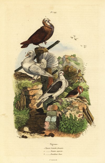 Razas de paloma Columba livia: cravatte francais, nonain capucin, trembleur paon de Unbekannt