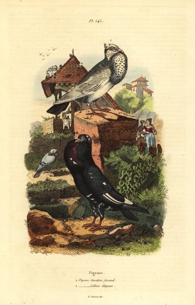 Razas de paloma Columba livia: pigeon cavalier faraud, pigeon lillois elegant de Unbekannt