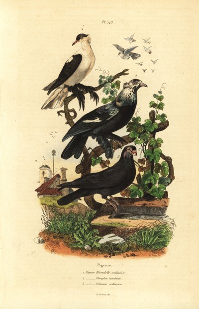 Variedades de paloma Columba livia: hirondelle, glouglou tambour, polonais de Unbekannt