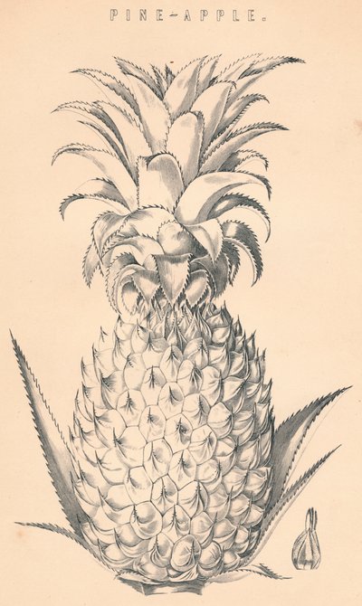 Piña, siglo XIX de Unbekannt
