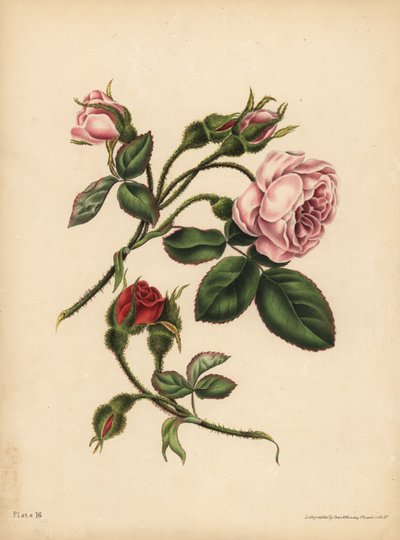 Capullos de rosa musgosa rosa y escarlata, Belleza, amor y poesía de Unbekannt