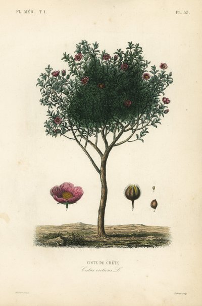 Cistus creticus de Unbekannt