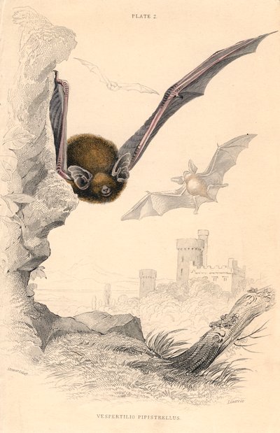 Murciélago Pipistrelle Pipistrellus pipistrellus, 1828 de Unbekannt
