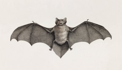 Murciélago Pipitrelle, murciélagos en Egipto de Unbekannt