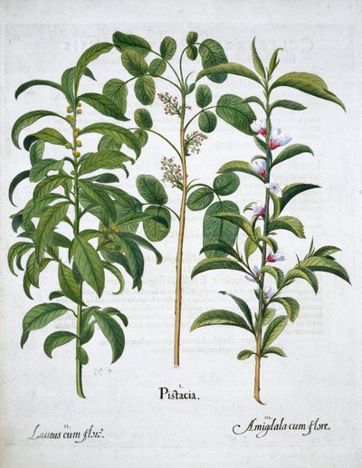 Pistacho, Laurel Laurus Nobilis y Almendra, 1613 de Unbekannt
