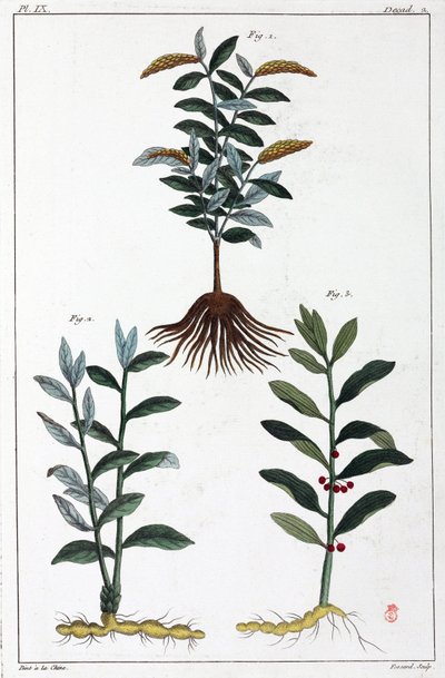 Plantas medicinales, China de Unbekannt