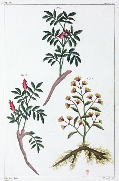 Plantas medicinales, China de Unbekannt