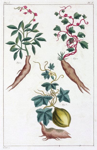 Plantas medicinales, China de Unbekannt