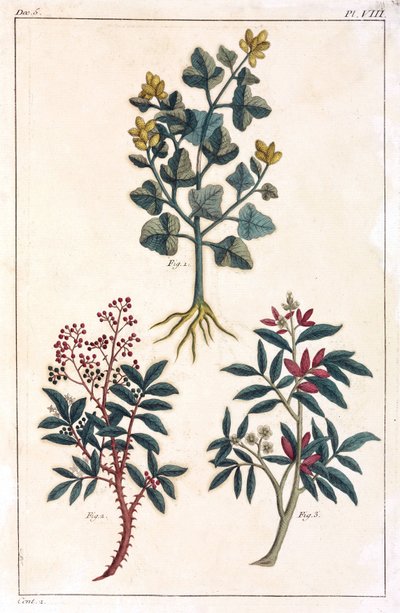 Plantas medicinales, China de Unbekannt