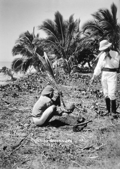 Plantando cocos, Isla Salomón, Fiyi, 1905 de Unbekannt