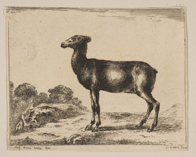 Placa 15: cierva, de Diversos animales, después de 1641 de Unbekannt