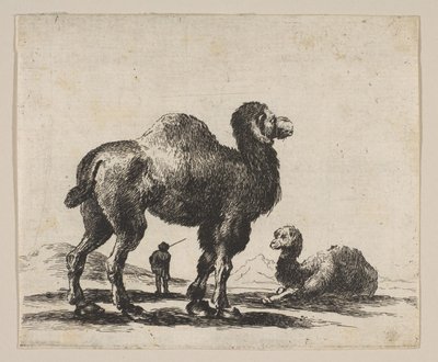Placa 17: camellos, de Varios animales Diversi animali, después de 1641 de Unbekannt