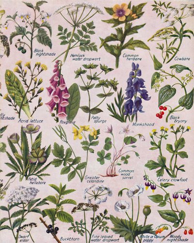 Plantas venenosas encontradas en las Islas Británicas, 1935 de Unbekannt